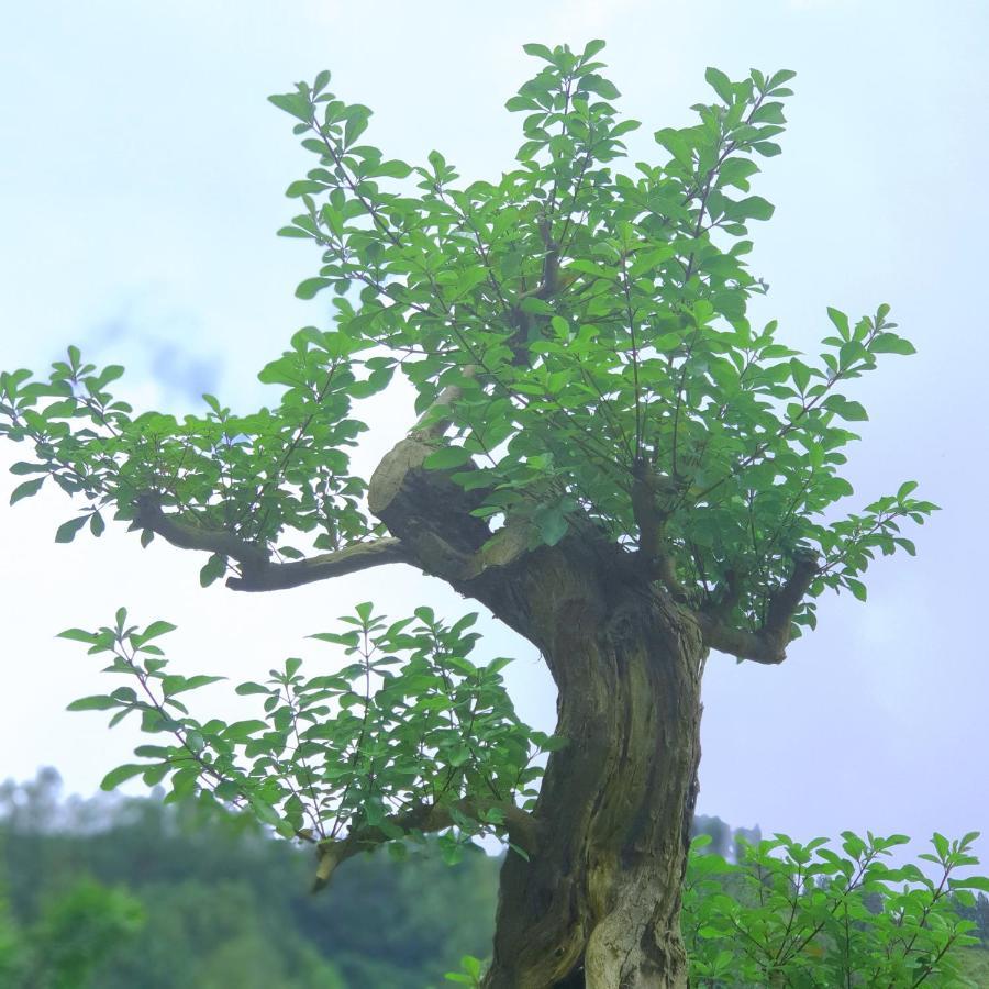 Alam Bali Lake View Bangli Kültér fotó